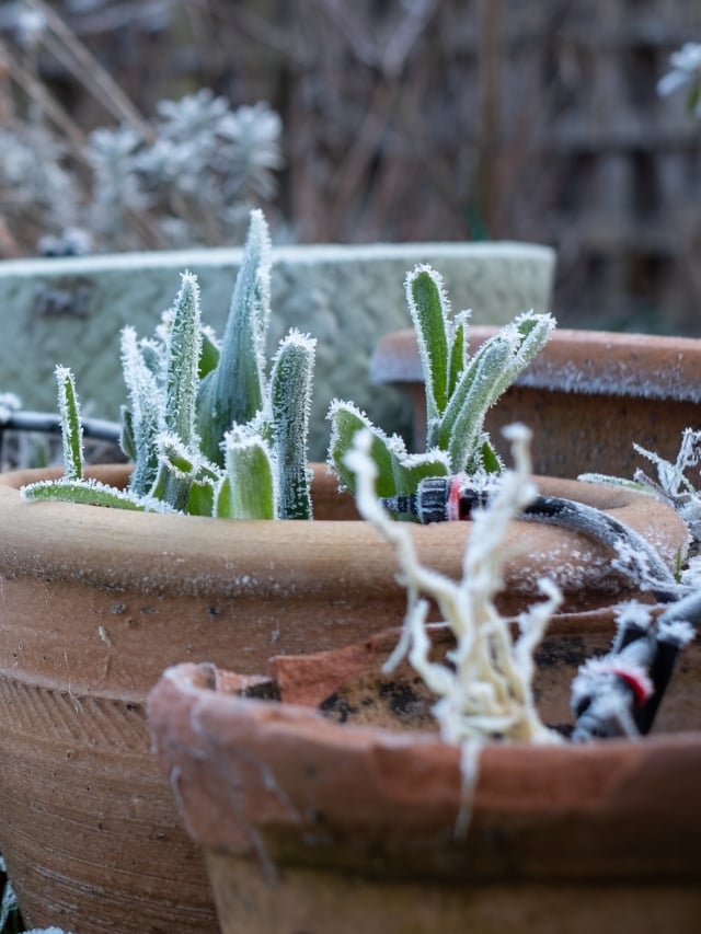 How to Overwinter Perennial Plants in Pots & Containers