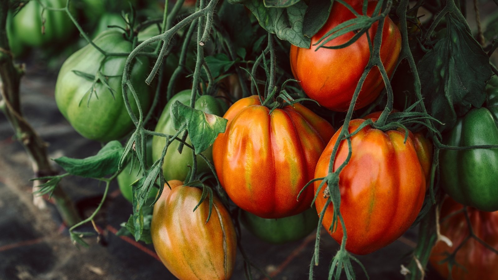 Close-up of Oxheart Pole Tomato plant boasting vigorous, climbing vines with large, dark green, jagged leaves and produces heart-shaped fruits, and distinct ribs that ripen from green to a rich, deep red, hanging heavily from the robust stems.