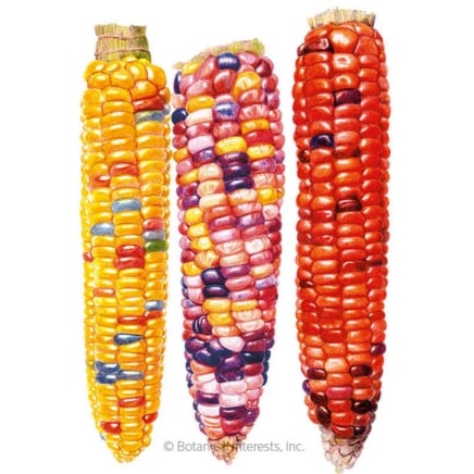 Painted Hill Sweet Corn Seeds