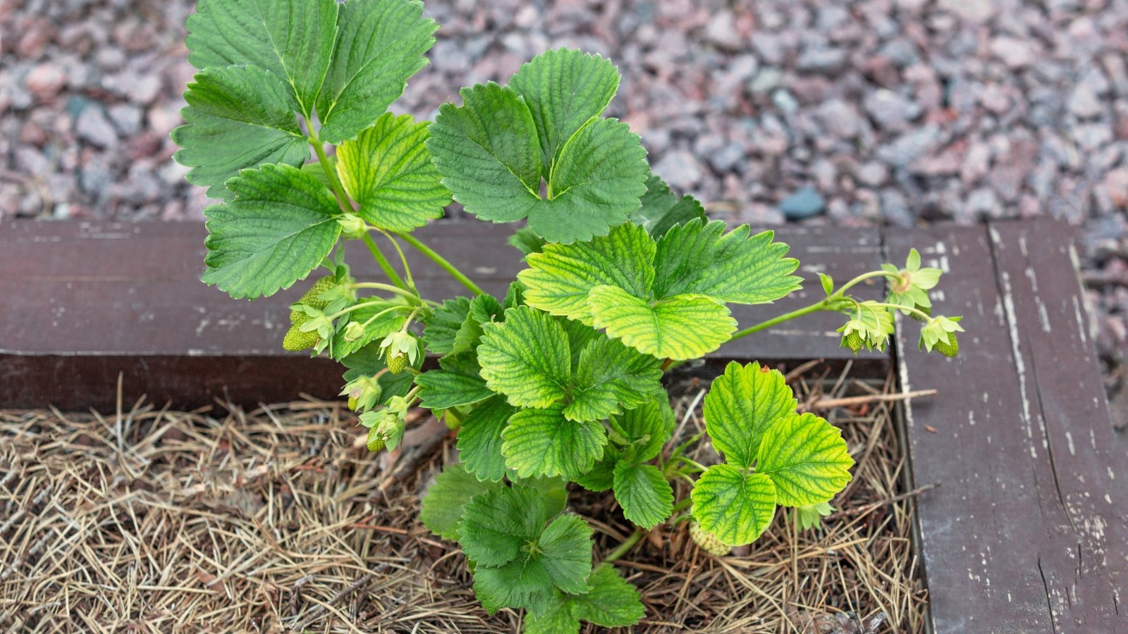 Close-up of a strawberry plant with pale green, yellowish leaves and tiny green berries. Strawberry plant growing on a wooden raised bed with mulched soil. Strawberry leaves feature three leaflets per stem, arranged alternately along the runners. Each leaflet is oval-shaped with serrated edges and a glossy surface.