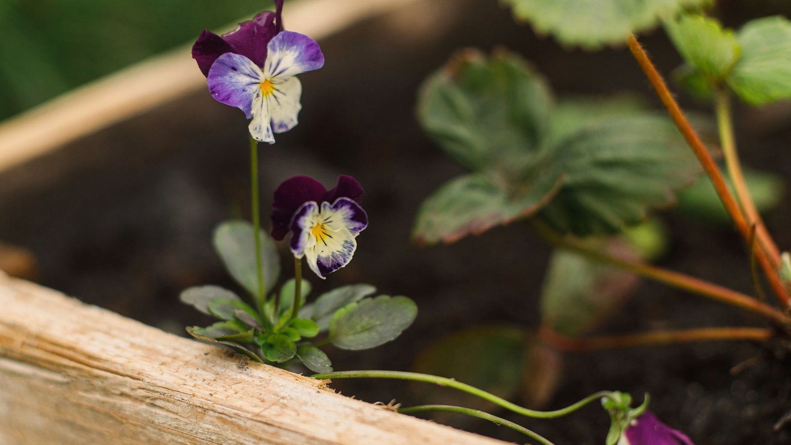 Pansy plant has rounded leaves and large, velvety flowers in a combination of purple and white shades with a distinctive dark face-like pattern.