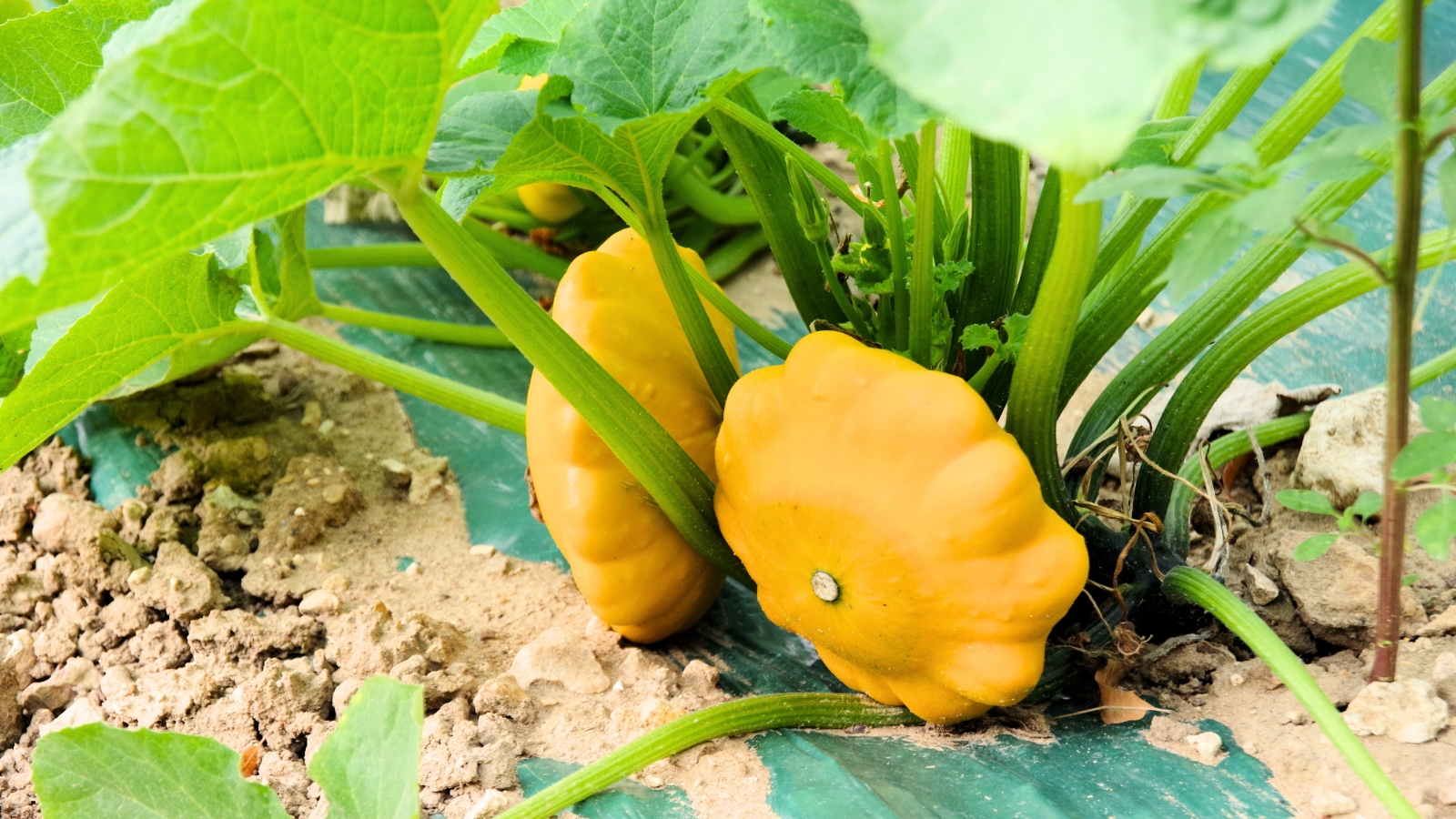 Close-up of Patty pan summer squashes boasting small, scalloped-shaped fruits with smooth, tender skin of a bright yellow hue, among large wide green leaves with finely serrated edges.