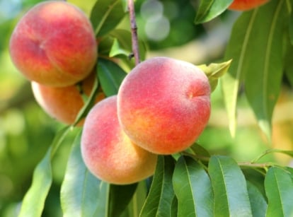 peach varieties. Close-up of ripe peach fruits on a tree among green foliage. The tree features a rounded canopy of glossy, lance-shaped leaves with serrated edges. The peach fruits are round ranging from yellow to red-blushed with a velvety skin.