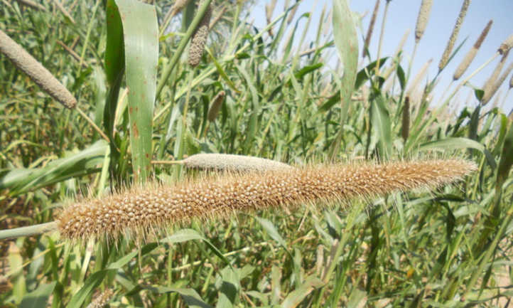 Pearl millet