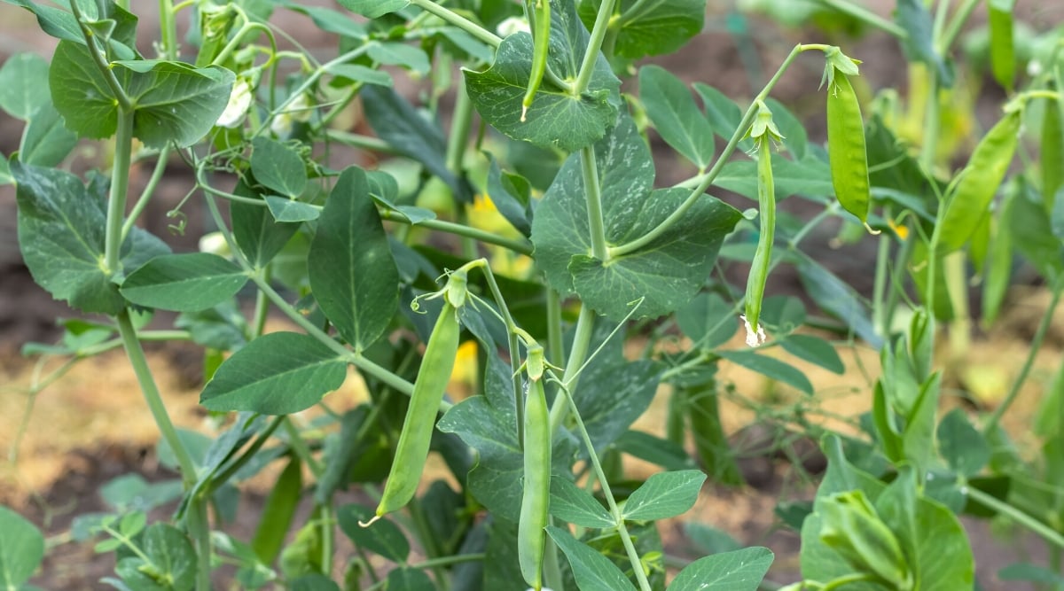 Close-up of a Peas (Pisum sativum) plant with maturing pods. The plant has thin, curly stems, with complex dark green leaves. Pea leaves are complex, consisting of several leaflets arranged in pairs along the stem. Each leaf is oval in shape. Peas produce small edible pods that contain seeds or peas. These pods are dark green in color.