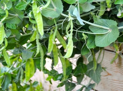 peas raised beds. Close-up of a pea plant growing in a wooden raised bed, with vibrant green, compound leaves arranged along slender, climbing vines, bearing clusters of crisp, elongated pods filled with tender, sweet peas.