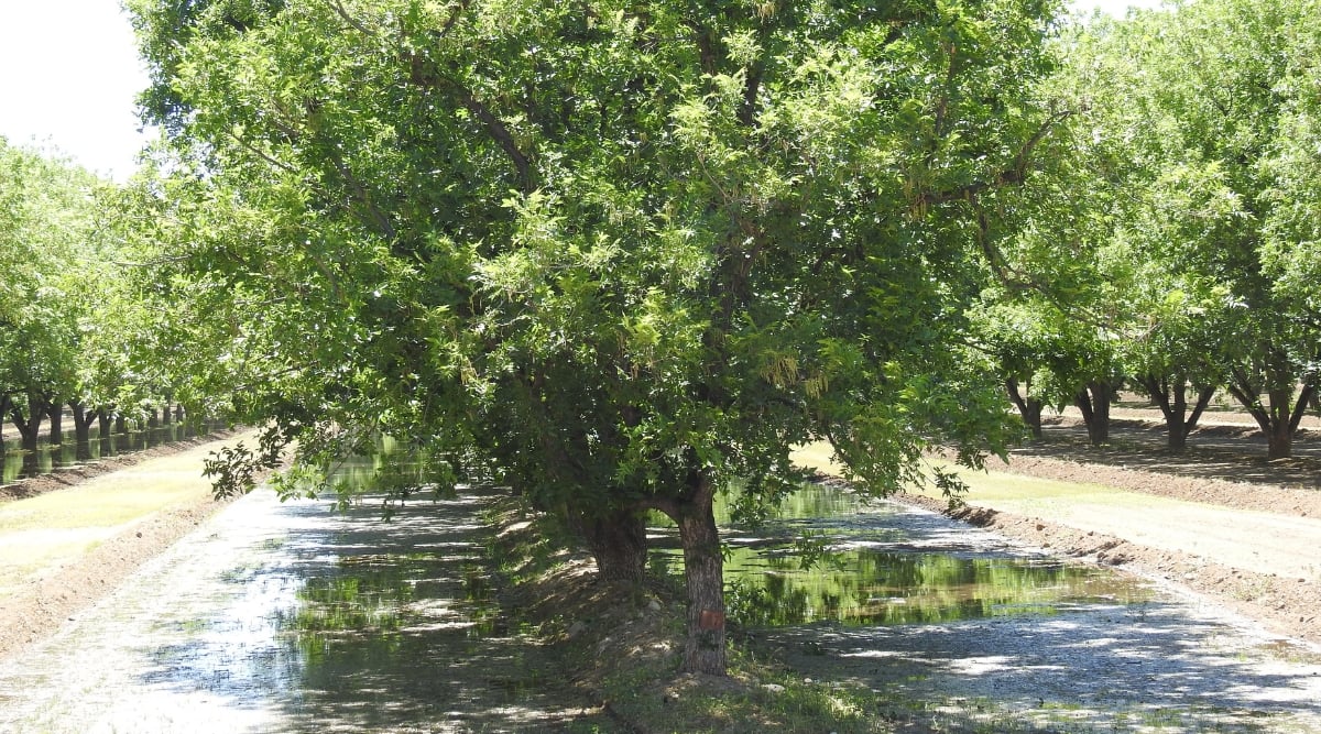 Rows of stately pecan trees stand tall and uniform. Nature unfolds as these pecan trees bask in the warm embrace of the sun, casting long shadows on the fertile earth below.
