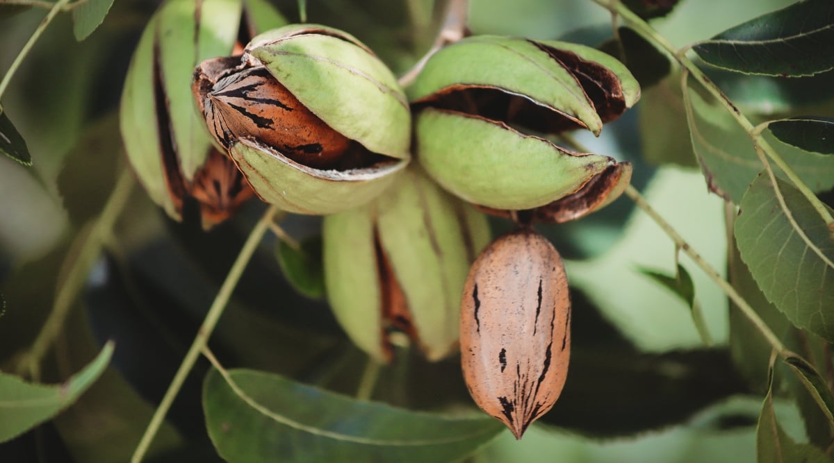 The pecans' shells show cracks, hinting at the pecan nuts within. A serene autumnal backdrop of blurred leaves complements the pecans' rustic beauty. 