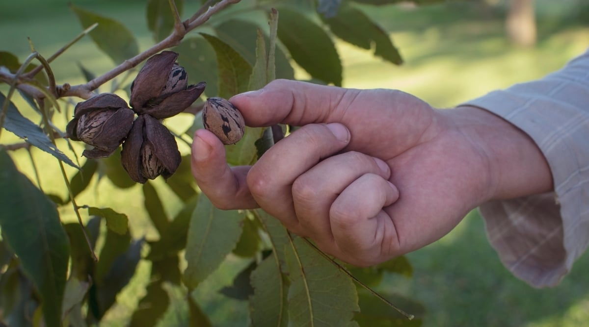 A hand carefully plucks a pecan nut from the lush foliage, showcasing the bounty of nature's harvest. Surrounding the freshly picked nut are several more mature pecans nestled among the verdant leaves. The blurred background showcases soft green grasses.