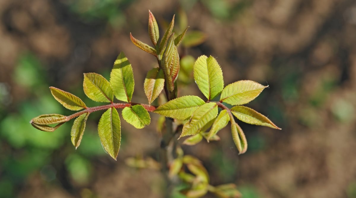 Young pecan leaves, showcasing their brilliant green color and striking red stems, as they unfurl and reach for the sunlight. The soft background of ground adds depth and highlights their beauty.