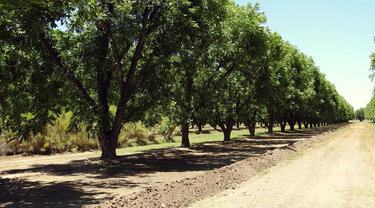 Straight row of majestic pecan trees standing tall, their branches stretching towards the sky. The golden rays of the sun gently kiss the emerald leaves of each tree, illuminating the scene with a warm, inviting glow.
