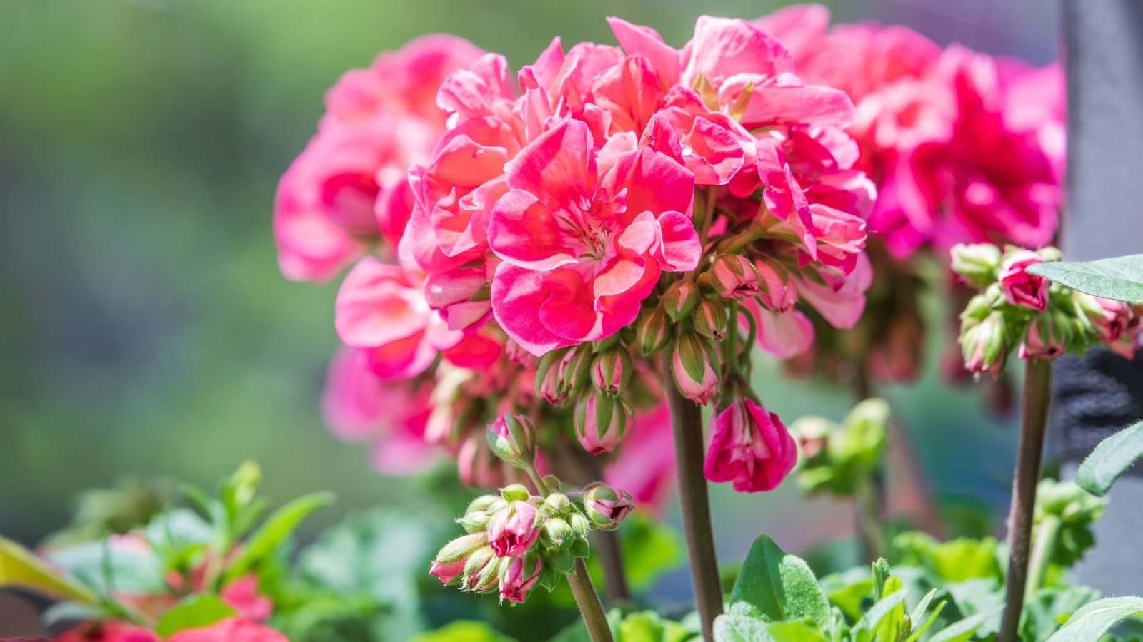 Geraniums Pelargonium exhibits succulent stems and rounded, lobed leaves, accompanied by clusters of five-petaled flowers of bright pink color.