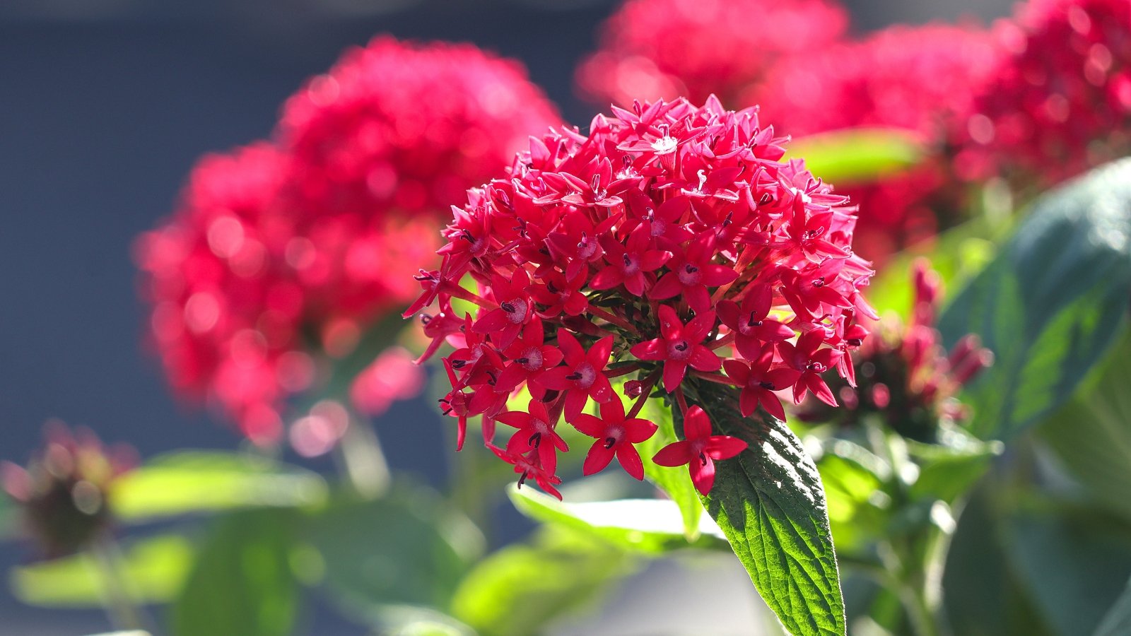 Pentas lanceolata showcases slender stems and glossy lance-shaped leaves, topped with spherical clusters of star-shaped flowers in bright pink.