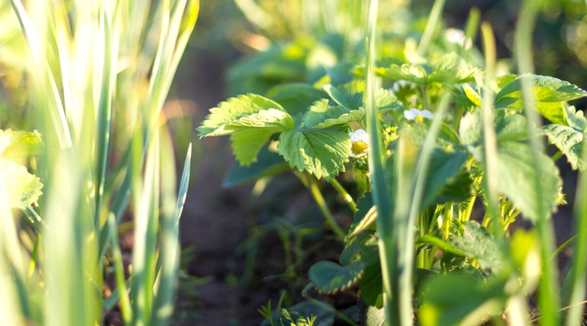 perennials not plant near