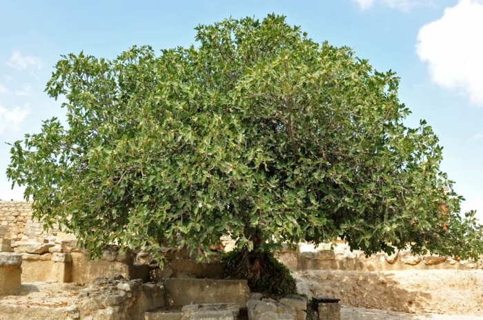 A lush fig tree flourishes under the radiant sun in Crete, its verdant leaves soaking up the warmth. It stands amid ancient stone walls, a testament to the enduring beauty of Crete's landscape.