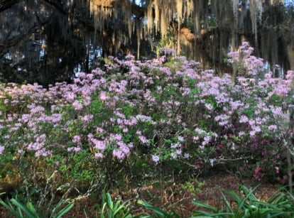 A vibrant row of pink Piedmont azalea bushes bursts into full bloom within a sun-dappled forest garden. Towering trees, their bark veiled in emerald moss, cast dappled shadows on the colorful display, while other forest plants peek through in the background.
