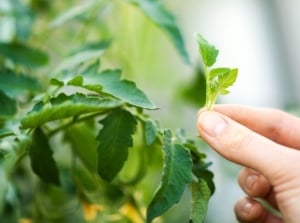 Pinch plants. Close-up of a woman's hand pinching a tomato plant in a greenhouse. The tomato plant has large, compound leaves that consist of oval leaflets with serrated edges.