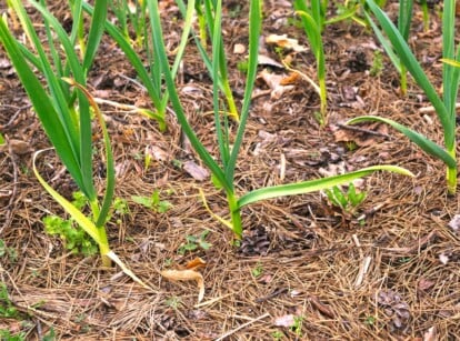 Close-up of growing garlic plants in a bed with pine needle mulch. Garlic plant consists of long, lance-shaped leaves that emerge from a central stem, forming a clump. The mulch consists of long, slender needles that form a loose and airy layer when spread over soil. The color of pine needle mulch varies from light green to golden brown.