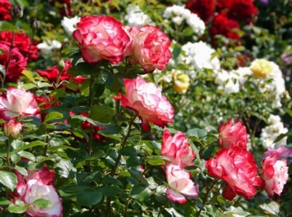 A vibrant Grandiflora rose shrub, adorned with delicate pink and white blooms, basks in the warm embrace of sunlight, its petals gently swaying in the breeze.