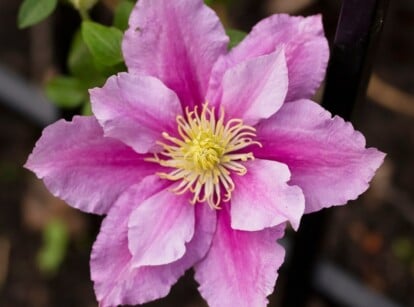 Pink blooming clematis vine that was recently transplanted to a new garden location