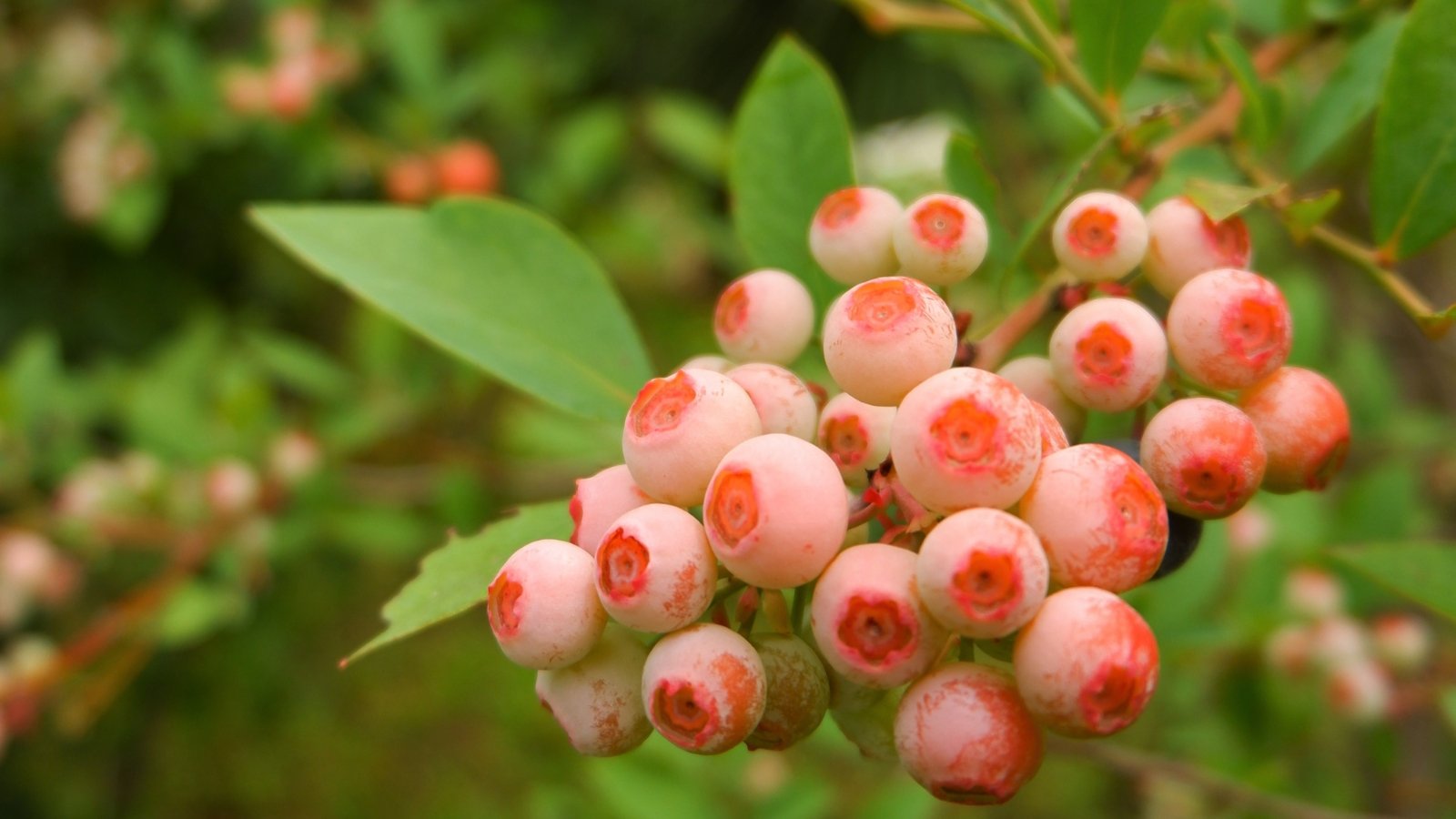 The pink blueberry bush features glossy, dark green leaves and clusters of vibrant pink berries.