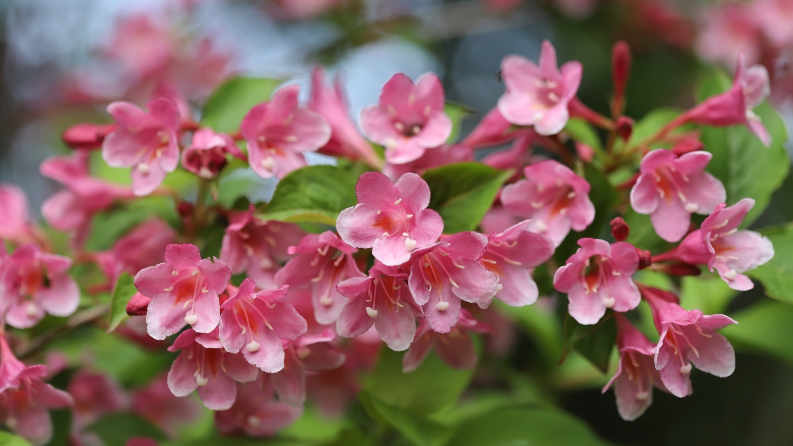 Pink 'Crimson Kisses' weigela blooms stand out against green foliage in a close-up, showcasing nature's delicate balance of color and texture in a garden setting.