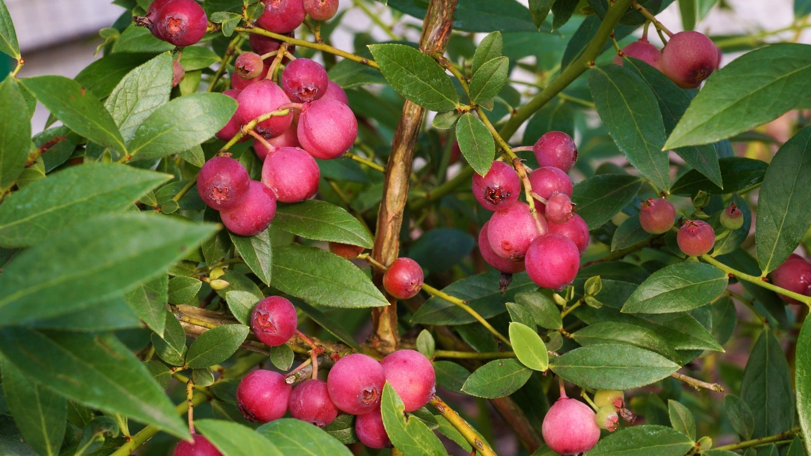 A close-up reveals 'Pink Lemonade' blueberries nestled amidst green leaves on a bush, the delicate pink hue of the berries contrasting beautifully with the foliage. The lush foliage and ripe pink blueberries evoke a sense of freshness and tranquility.