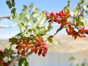 pistachio tree