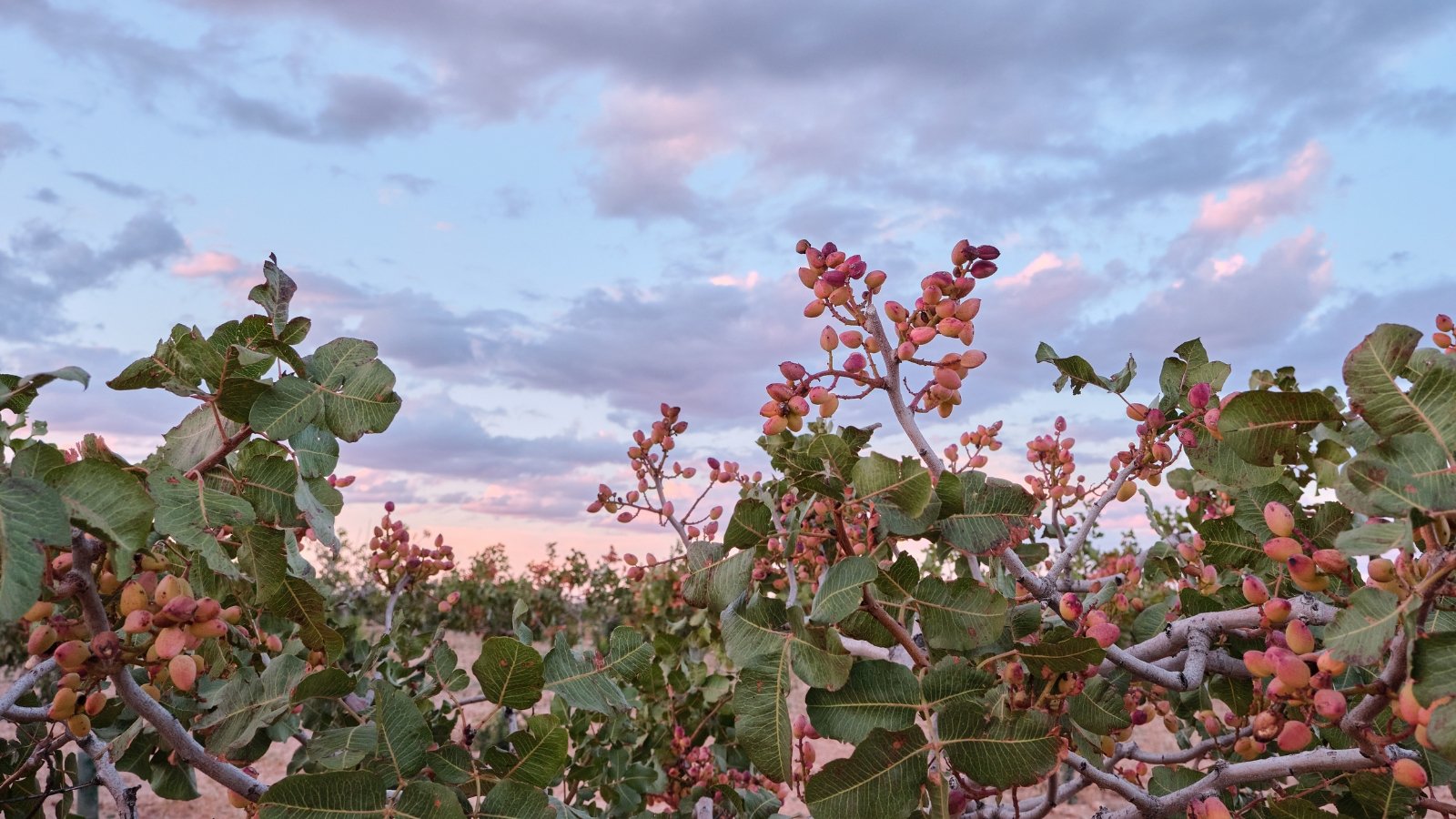 Overhead shot of several rows of trees with clusters of red nuts on them.