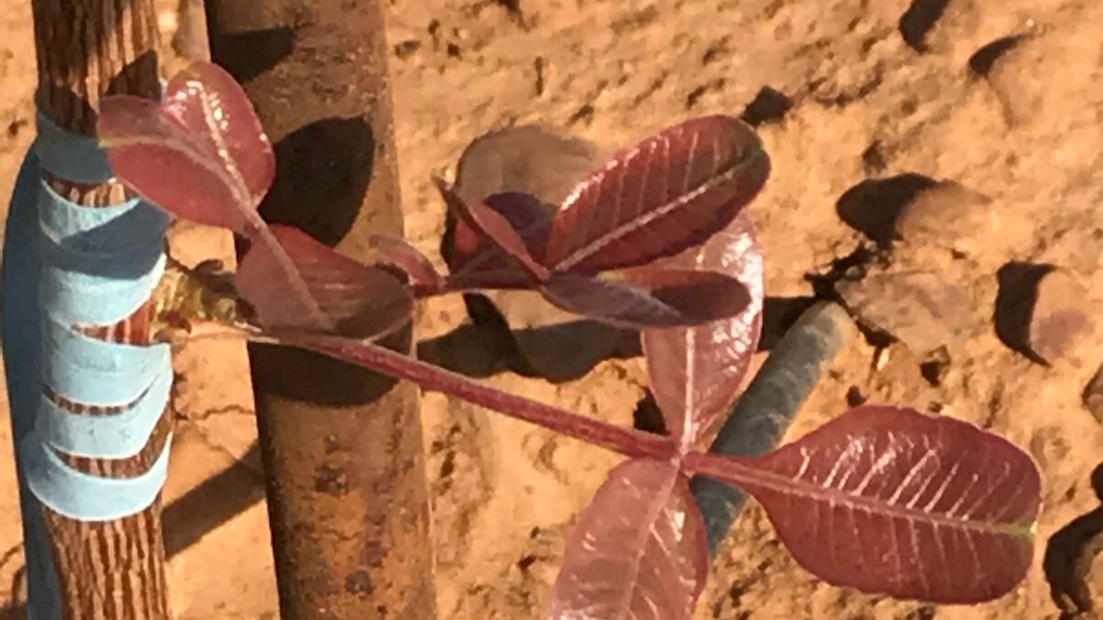 Close up of a small tree branch that is being grafted onto a small tree trunk, being held on with plant tape. 