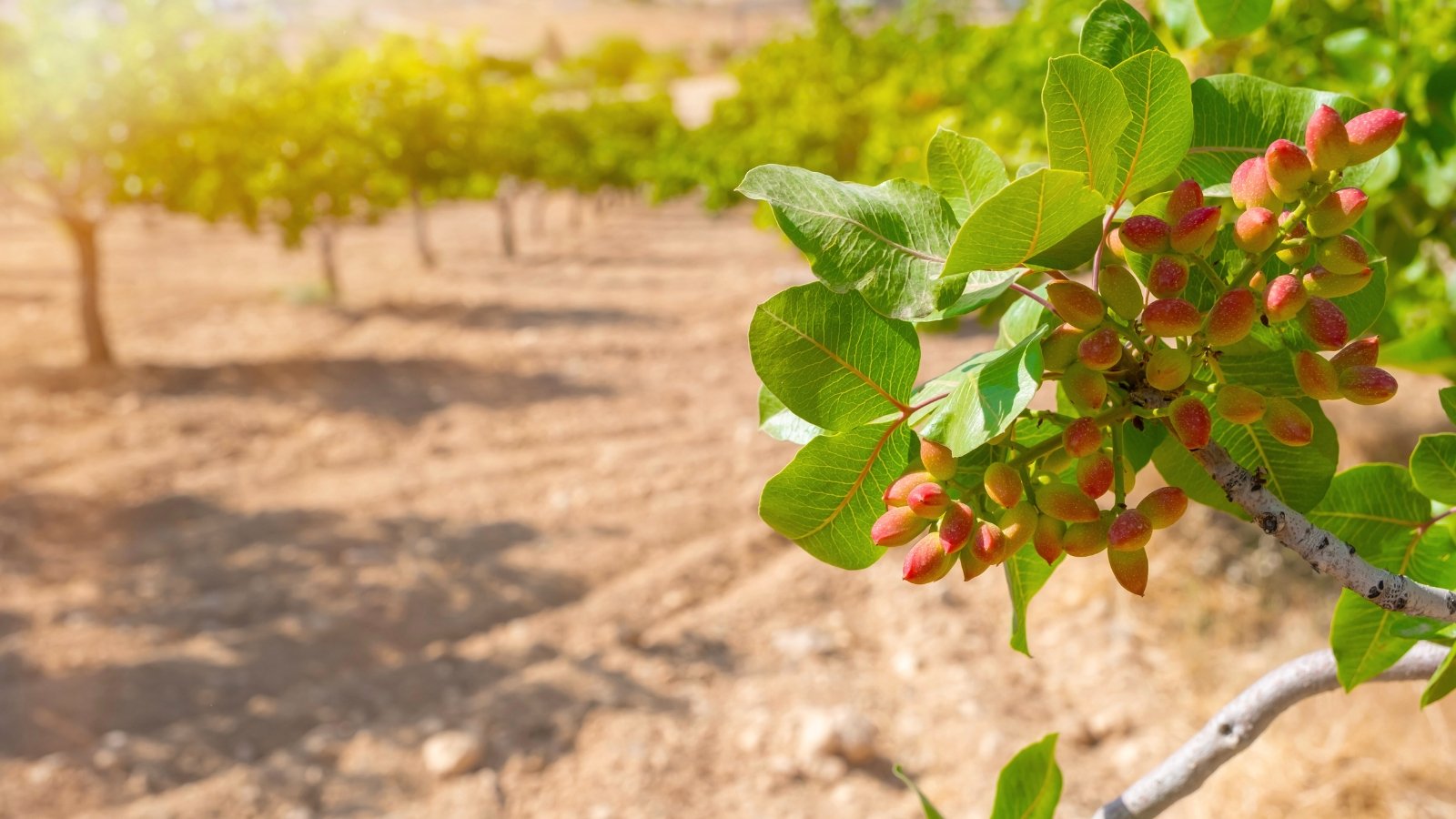 Close up of a tree branch with a cluster of red and green nuts on its branch. Rows of faded trees in the background.