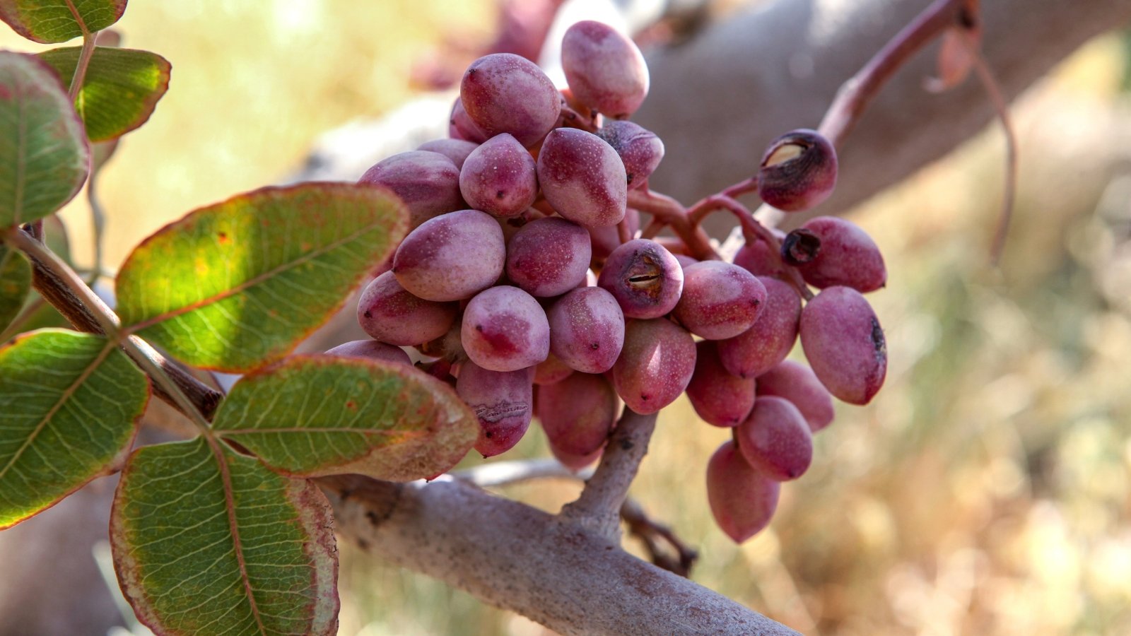 Close up of a tree branch that has a cluster of very ripe, red, nuts that have begun to spit.