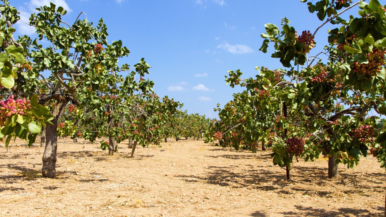 Rows of trees with clusters of reed nuts on them in a sunny open area.