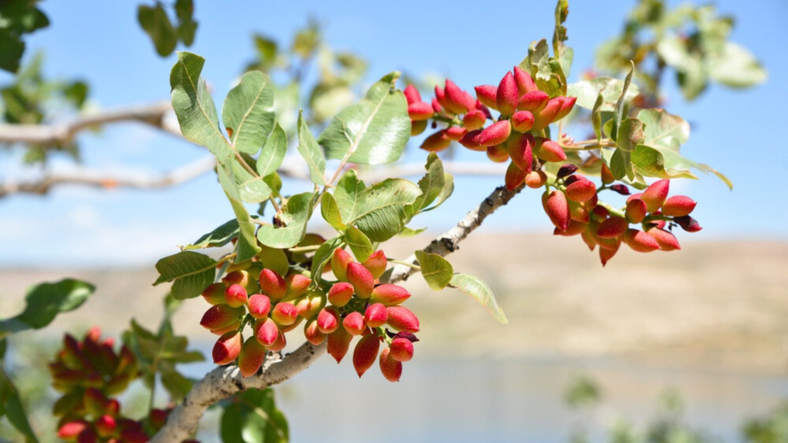 pistachio tree