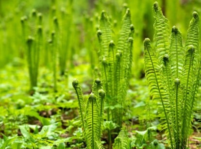 a stand of baby ferns grows bright green in a shady woodland