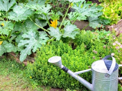 a small tin watering can is placed near a large squash plant that's starting to crowd herbs in a garden bed.