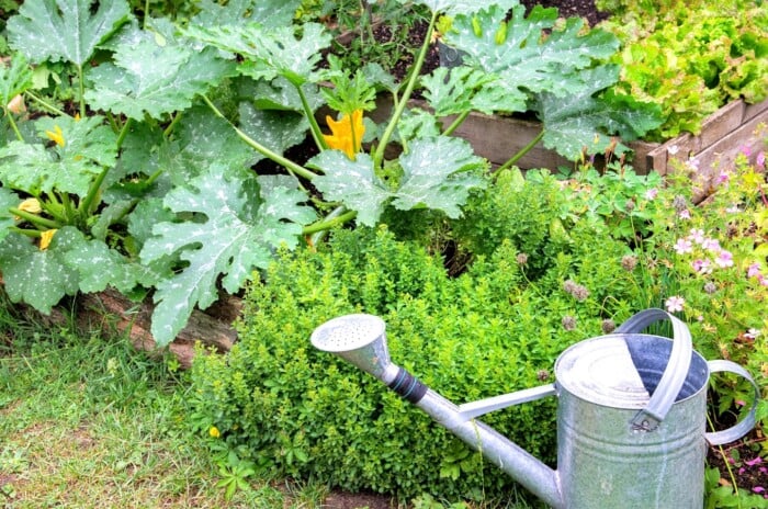 a small tin watering can is placed near a large squash plant that's starting to crowd herbs in a garden bed.