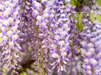 Long, lavender blooms made up of clustered flowers hang from a wisteria vine.