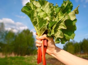 plant harvest rhubarb. Close-up of a woman's hand holding freshly picked rhubarb stalks in a sunny garden against the backdrop of the garden and blue sky. Rhubarb stalks boast vibrant, elongated stems of reddish-pink color. At the tips of these stems there are large, heart-shaped leaves of a dark green color with wavy edges.