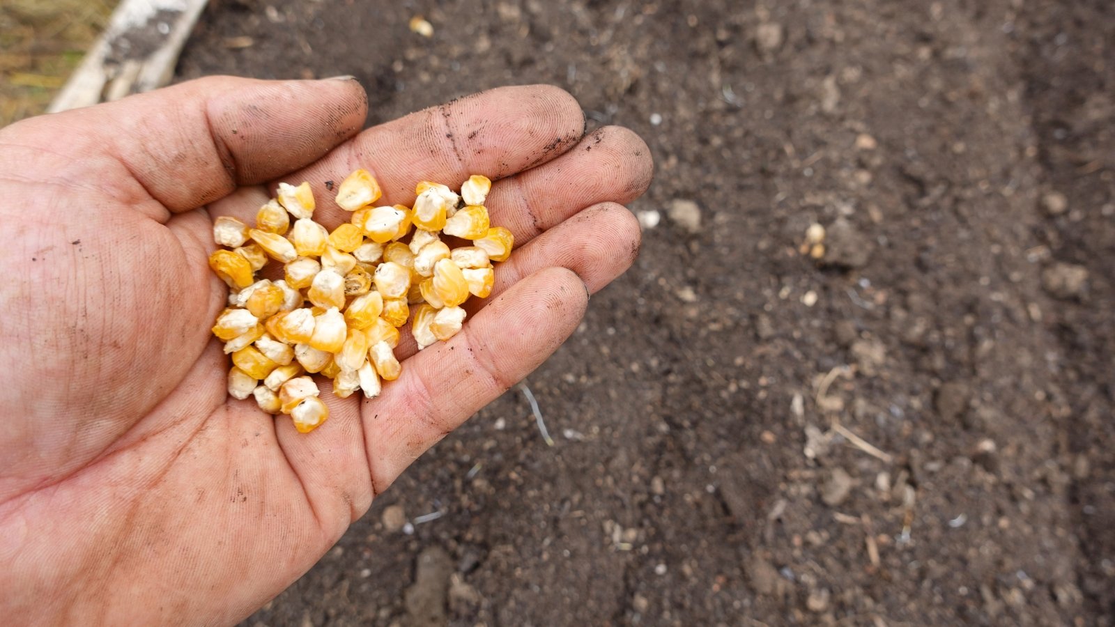 Close-up of a man's hand holding corn seeds in front of a raised bed; Corn seeds are characterized by their large, plump kernels with a smooth texture of a bright yellow-golden hue.