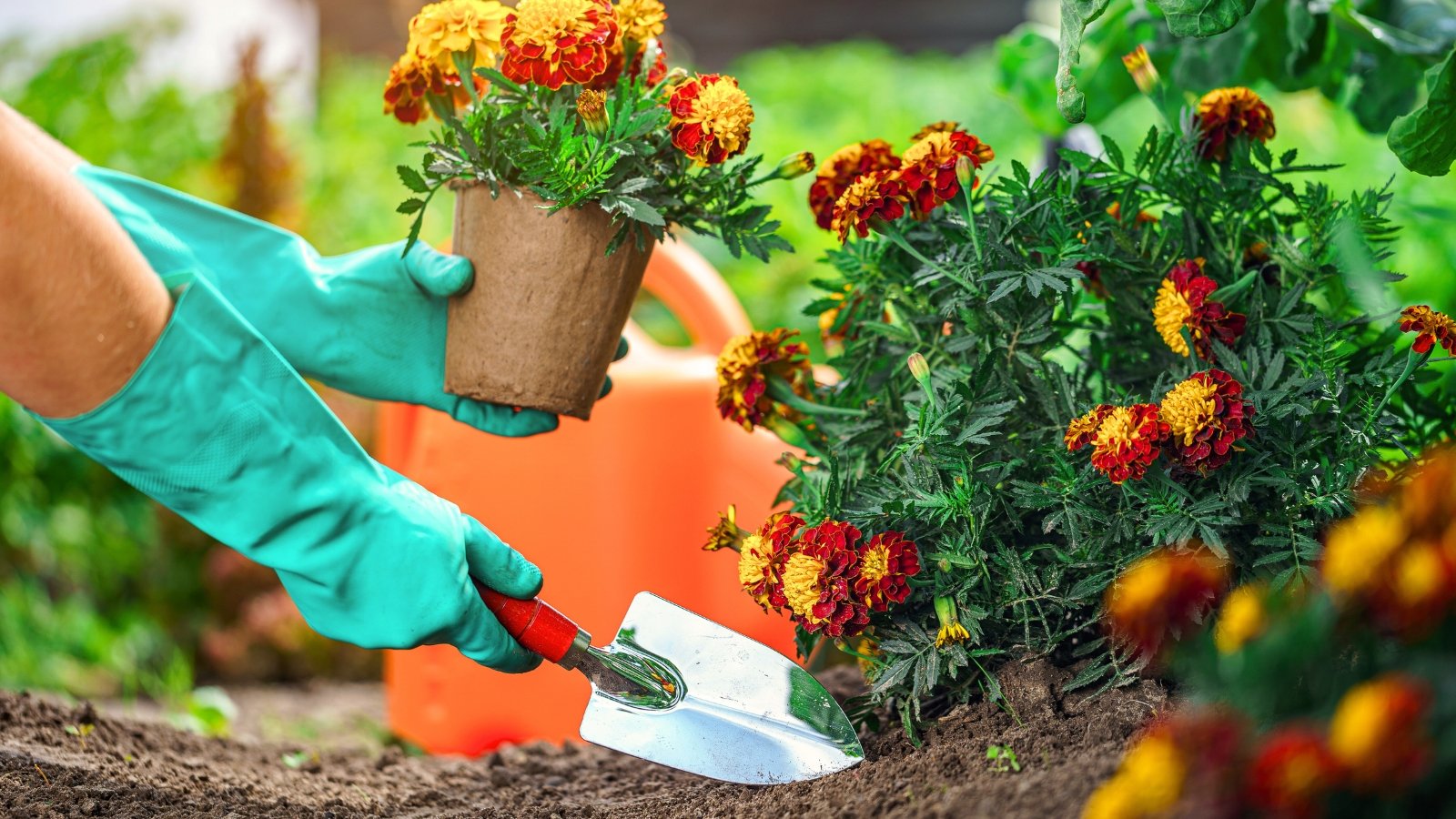 Close-up of a gardener's hands in blue rubber gloves and with a garden trowel transplanting flowering marigold seedlings in a sunny garden.
