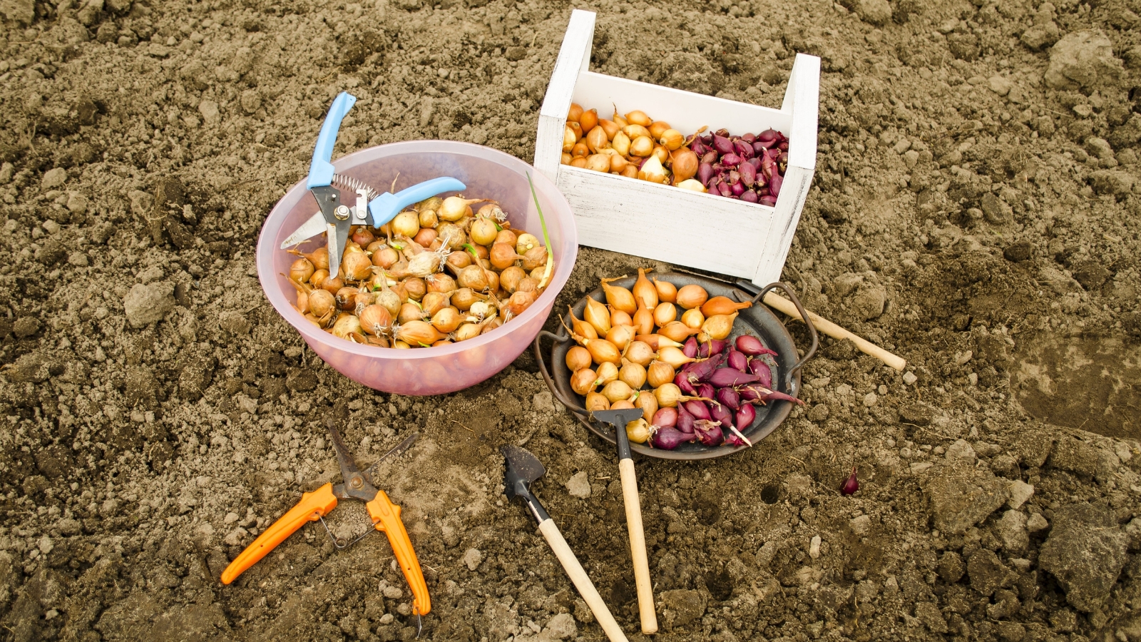 Various onion bulbs, each a different variety, sit snugly in assorted containers, ready for cultivation. Surrounding them are gardening tools, including a small rake, shovel, pruning shears, and pliers, suggesting meticulous care and preparation. The containers find their place amidst the brown, fertile soil, awaiting the gardener's touch.