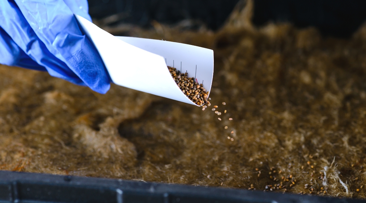 Close-up of sowing seeds in a black tray filled with potting mix. A gardener in blue rubber gloves pours seeds out of white paper.