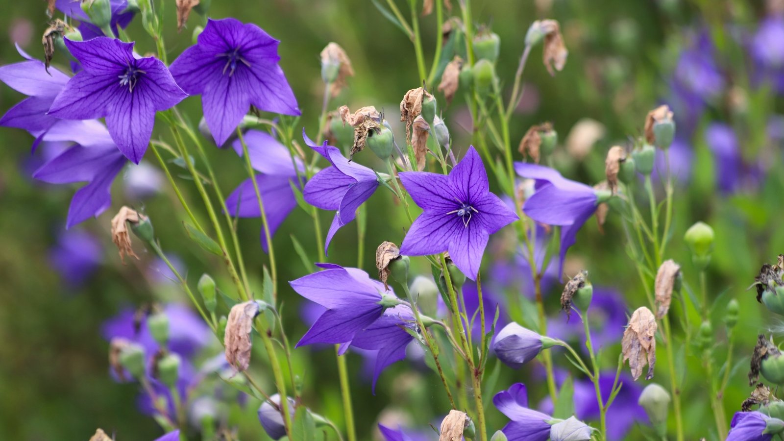Platycodon grandiflorus showcases sturdy stems and broad, toothed leaves, producing large, balloon-shaped buds that open into star-shaped flowers in shades of blue.
