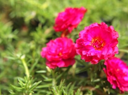 Four vibrant pink portulaca flowers with ruffled petals bloom gracefully. The blurred background reveals the lush greenery of the portulaca's foliage. Each leaf boasts a succulent texture, designed to conserve water and withstand the sun's scorching rays.