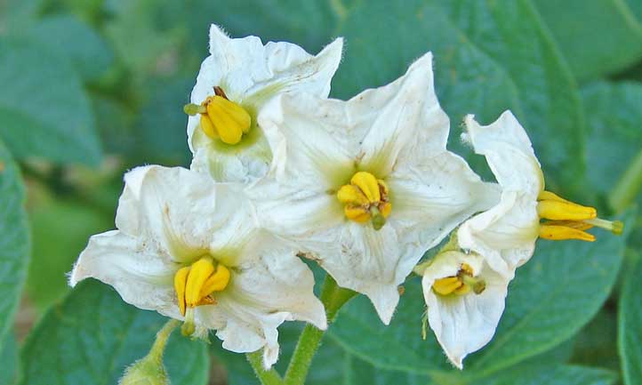 Potato flowers