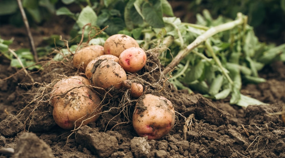 Close-up of freshly dug potatoes in the garden. Potato is a perennial herbaceous plant with green branching stems covered with compound leaves. The leaves consist of oval leaflets with a rough texture. Tubers are oval, firm, covered with a brownish-pink skin.