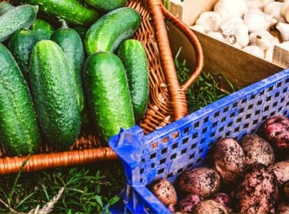 A close up of potatoes and cucumbers recently harvested after growing in the garden. The cucumbers are in a brown wicker basket, and the potatoes are still covered in soil, in a blue plastic basket.