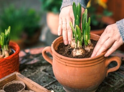 Planting potted bulbs indoors. Close-up of a woman planting daffodil plant bulbs into a clay flower pot. Daffodil bulbs are elongated, resembling small onions, and have brown outer skin. Vertical, slender, green leaves sprout from the tops of the bulbs.