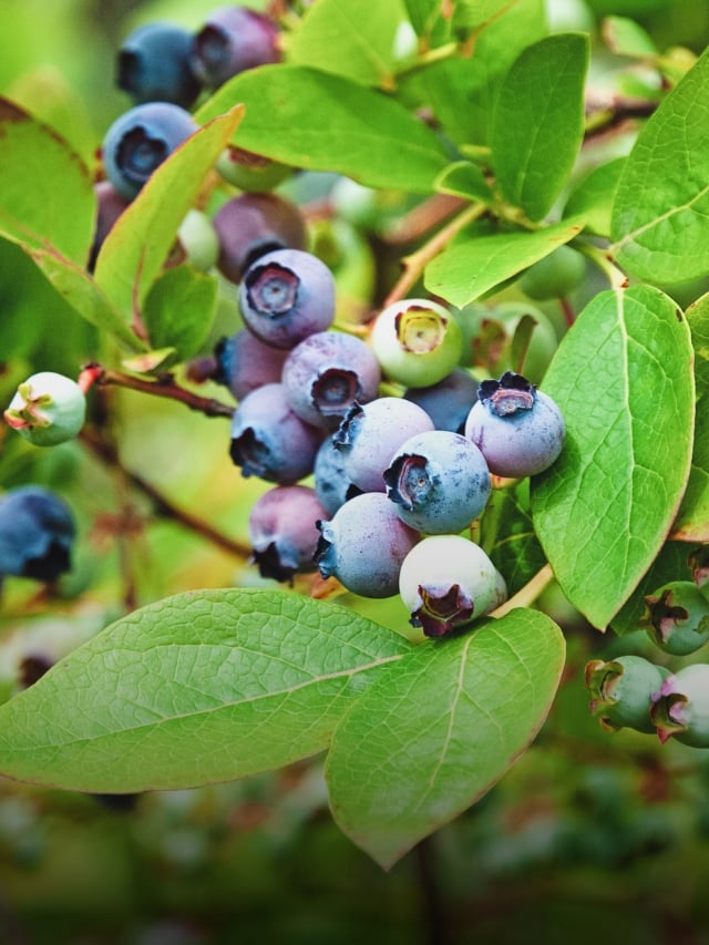 How to Prepare Blueberry Bushes for Winter